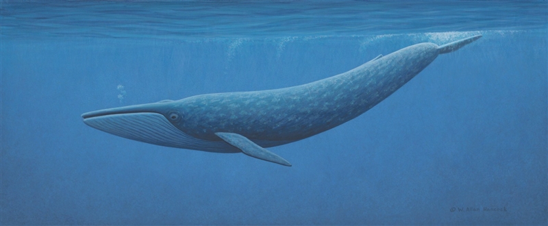 blue-whale